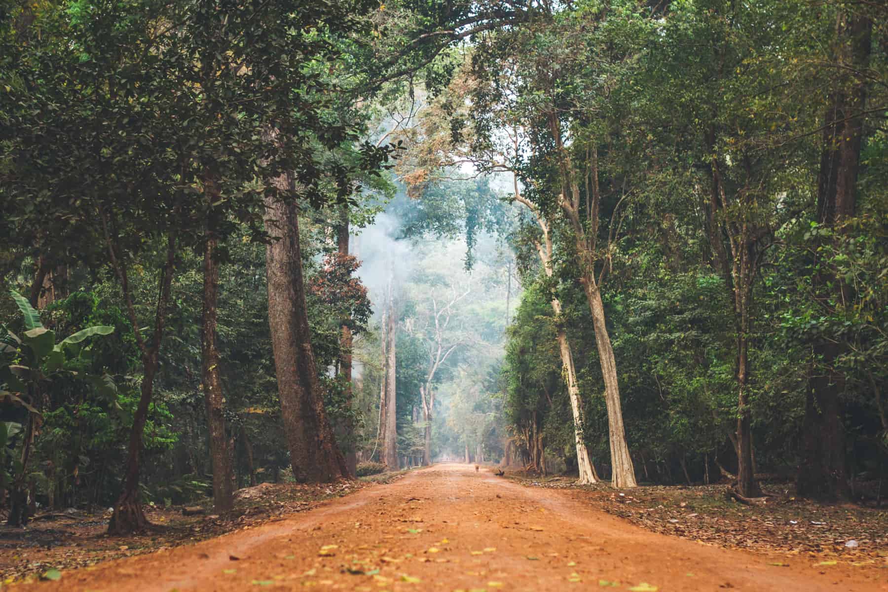 A Cambodian forest