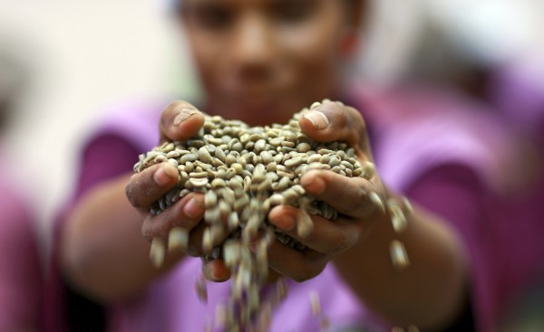 Coffee handler from Timor Cooperative holds up coffee beans.