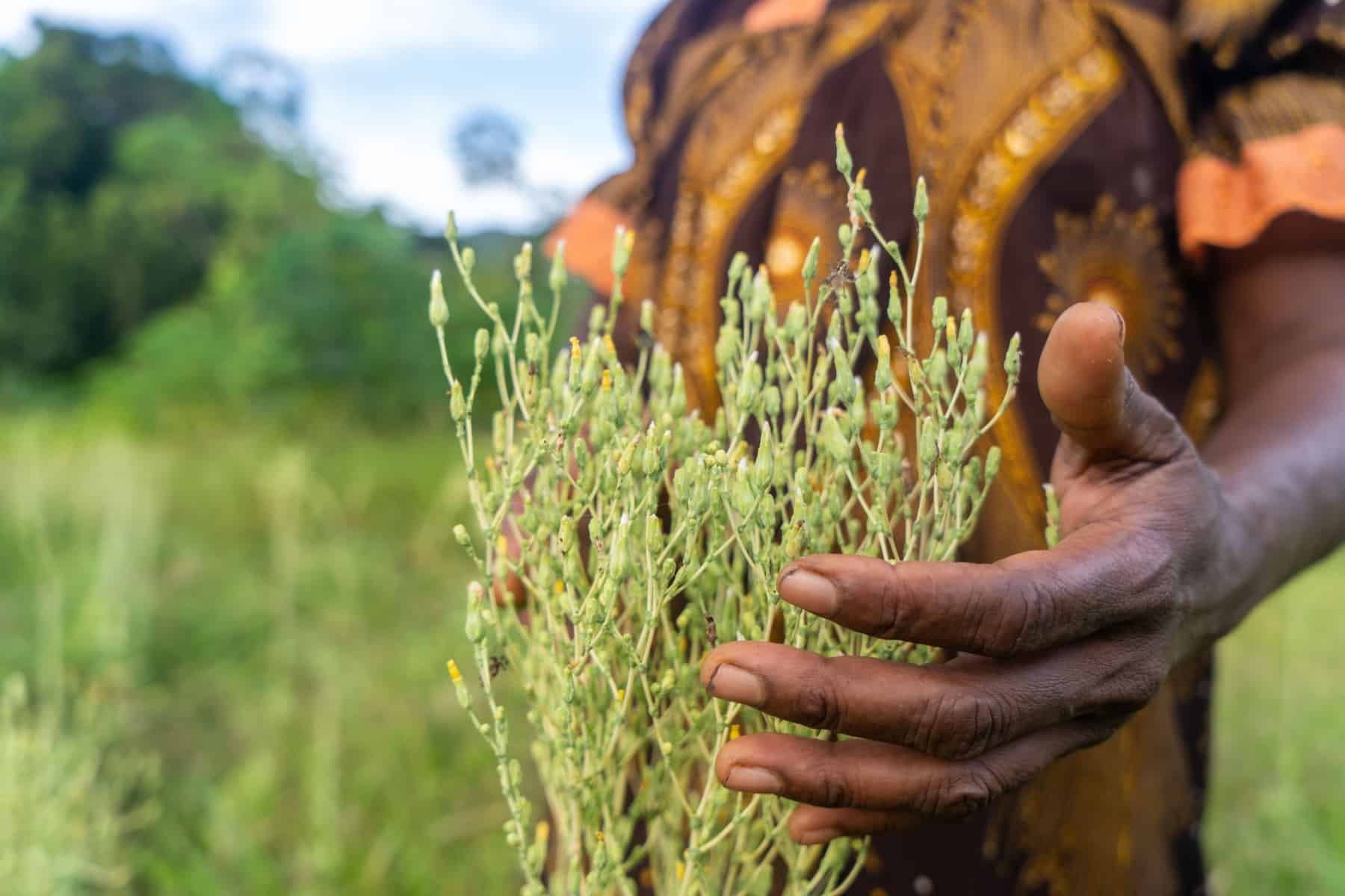 Green shoots nurtured by a hand.