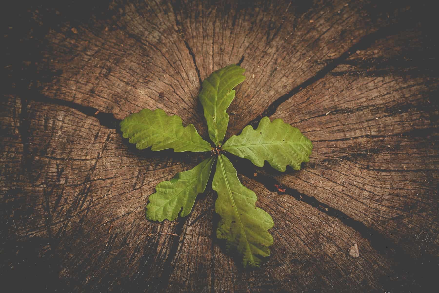 A green plant grows on a tree.