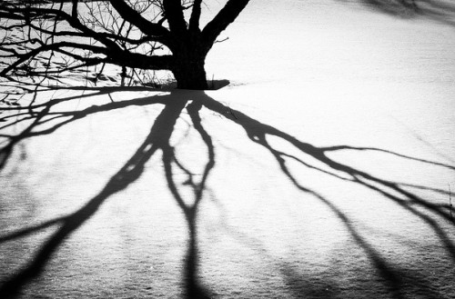 A tree casting shadows