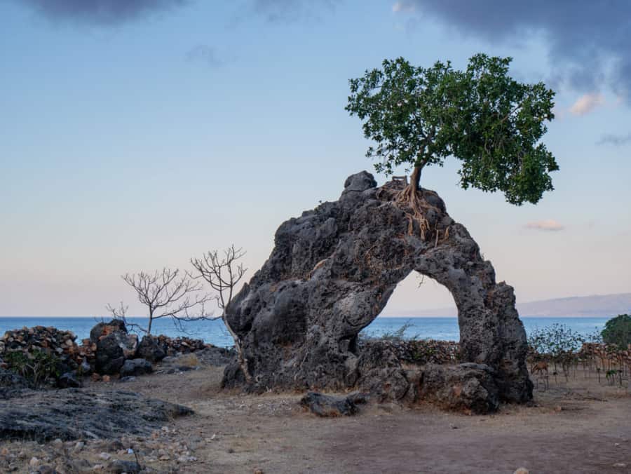 A leaning tree growing on a rock